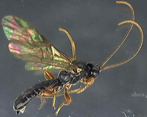 Ichneumonidae 20